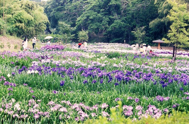 亀山公園の菖蒲園