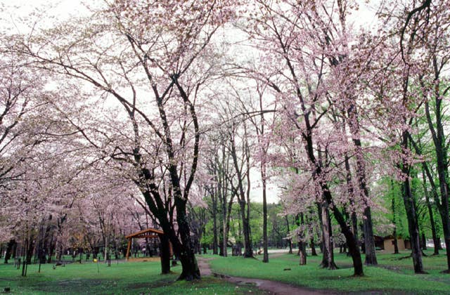 神楽岡公園