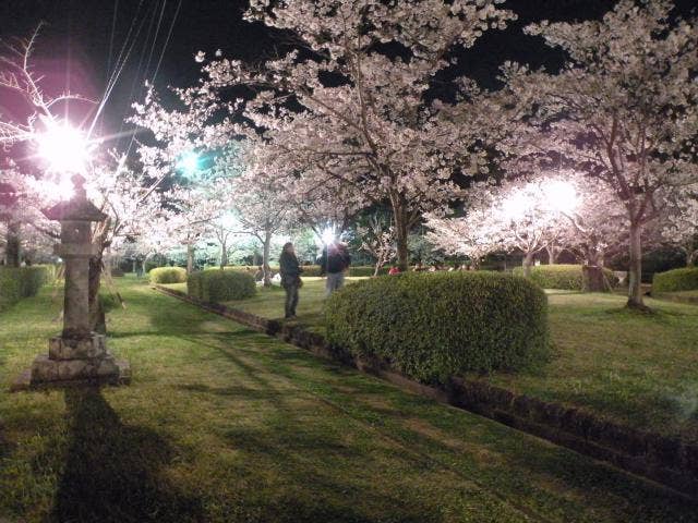 旭ヶ岡公園夜桜ライトアップ
