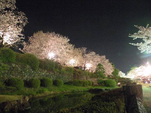 旭ヶ岡公園夜桜ライトアップ