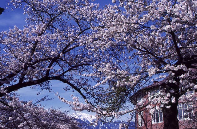 清春の桜群