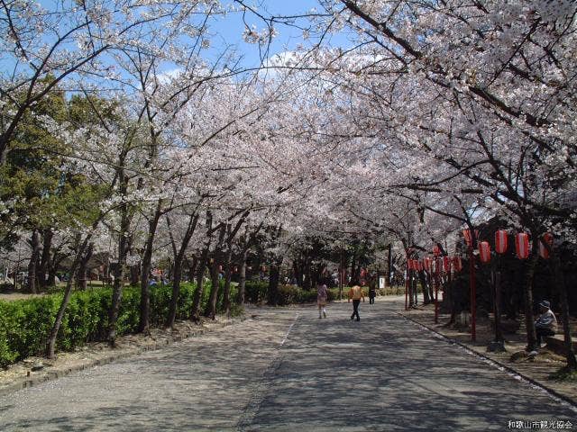 和歌山城の桜並木