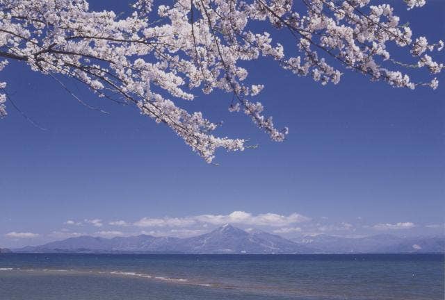 舟津公園の桜
