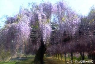 藤公園の藤