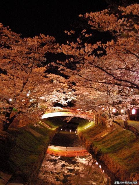 夜桜