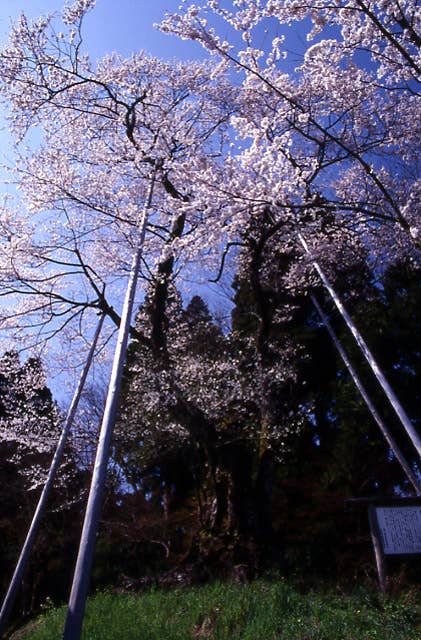 駒つなぎ桜