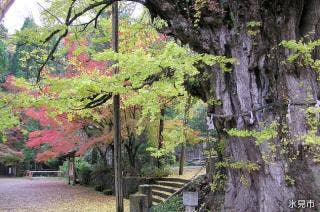 上目寺のイチョウ