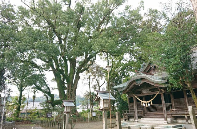 南方神社とクス