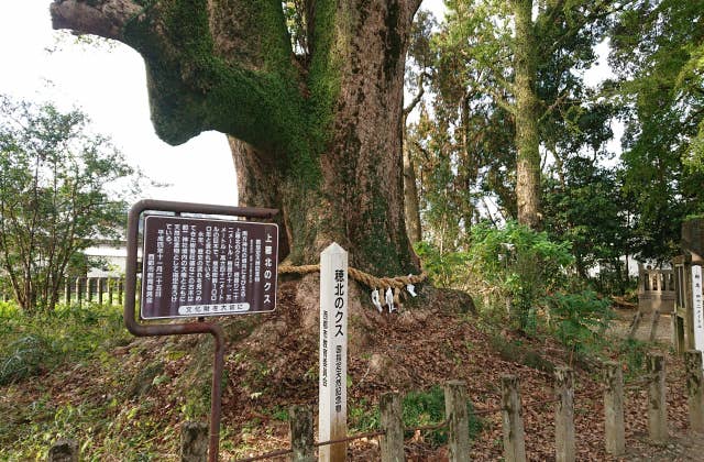 上穂北のクスの根元