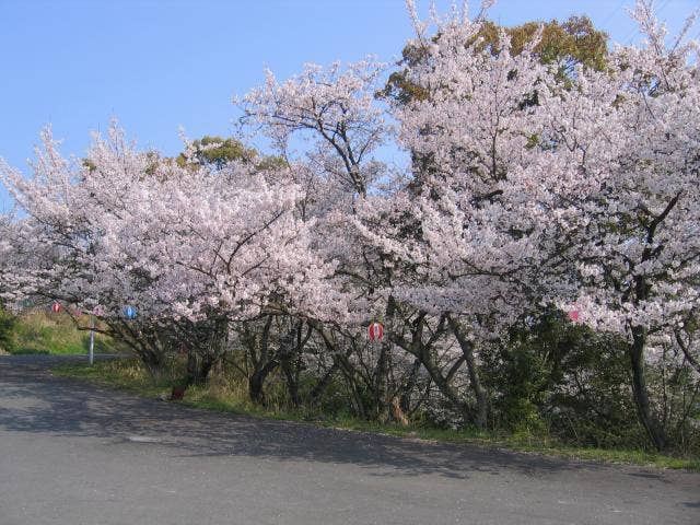 常盤公園の桜