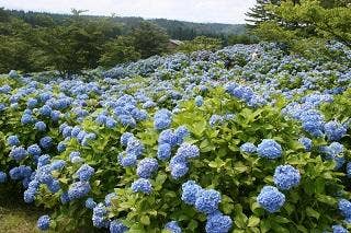 翠雲公園