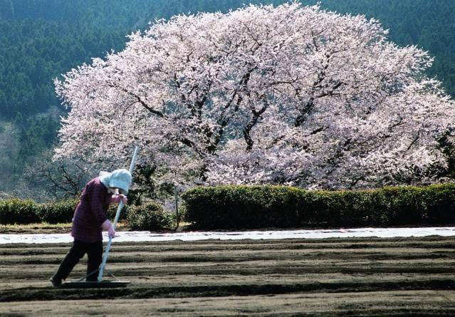 細野彼岸桜