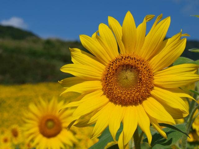 三ノ倉高原花畑ひまわり