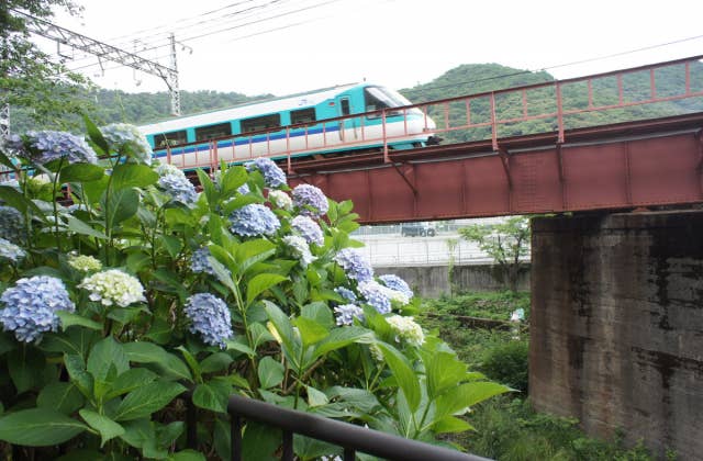 山中渓の桜