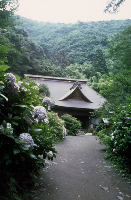 阿弥陀寺のアジサイ