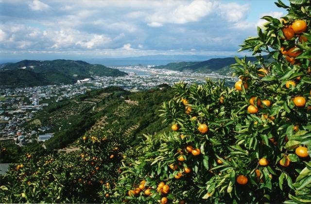 みかん山