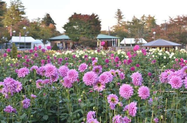 川西ダリヤ園