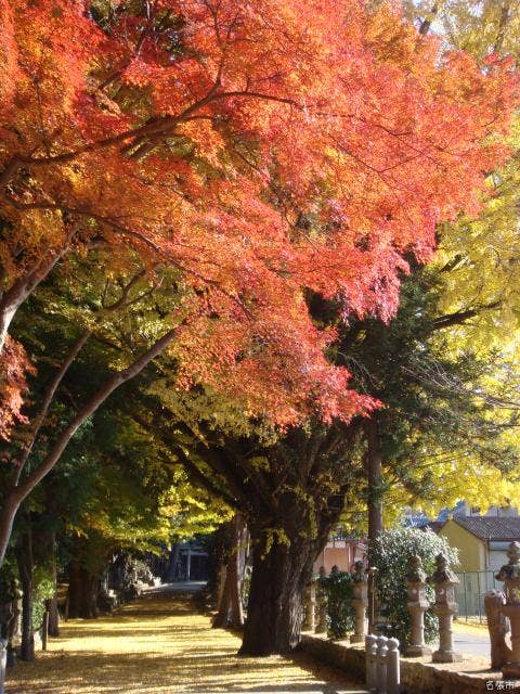 積田神社参道の紅葉