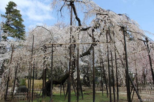 伏姫桜