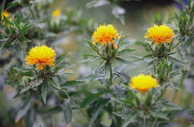 明治　本紅花　紅 生花】紅花(オレンジ) 品種おまかせ【70cm/千葉県】｜Flower