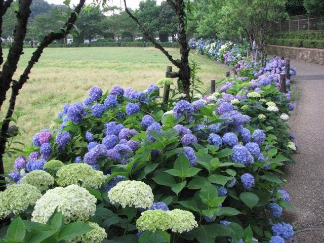 麻溝公園のアジサイ