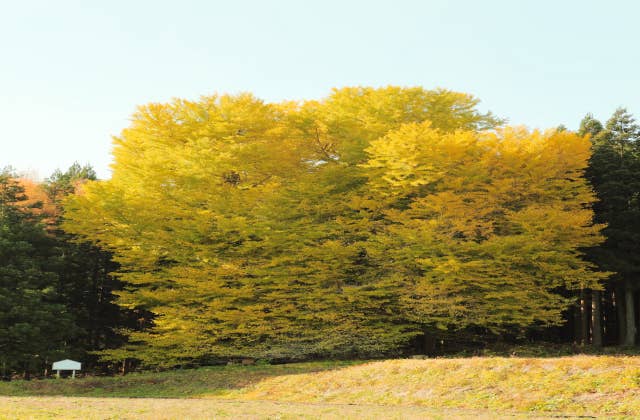 法量のイチョウ