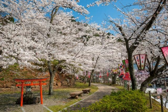 花筐公園の桜