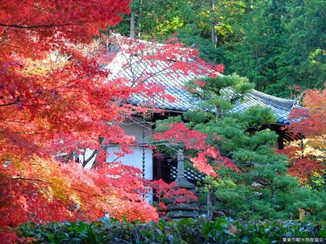 安養寺紅葉