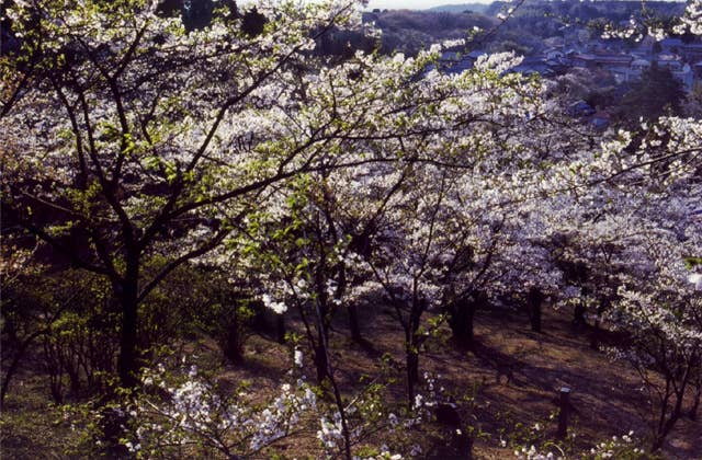 鶴舞公園の桜