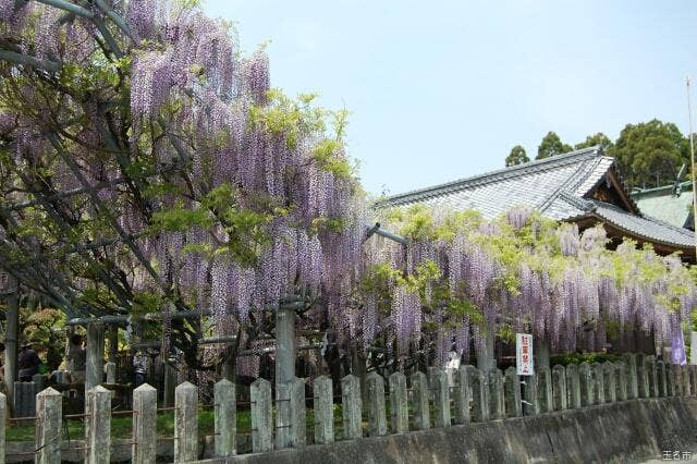 山田の藤