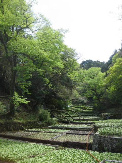 筏場のわさび田