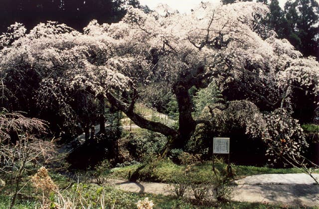 泉福寺のシダレザクラ