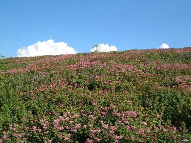 伊吹山山頂お花畑（シモツケソウ）