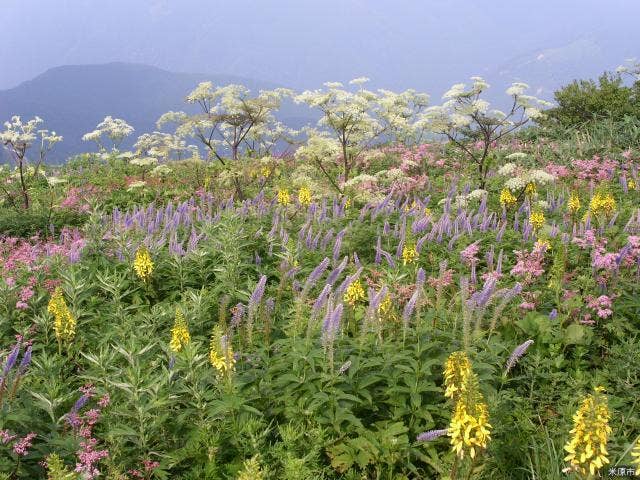 伊吹山山頂のお花畑（多彩なお花）