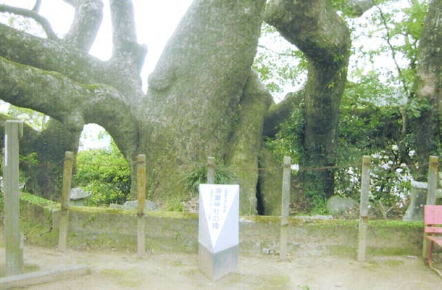 海童神社のクス