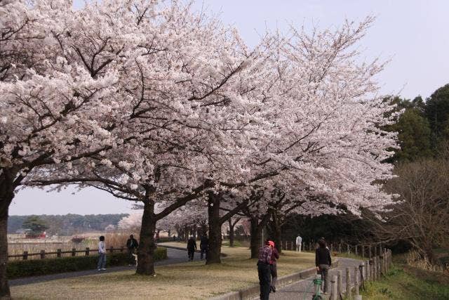 多々良沼公園の桜並木