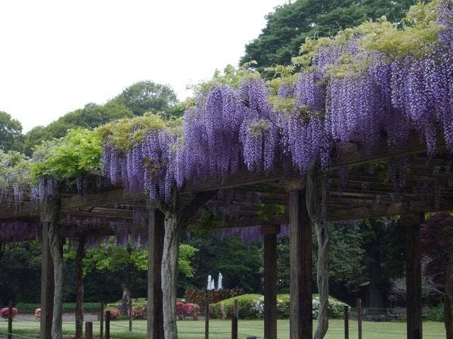 多々良沼公園の藤棚