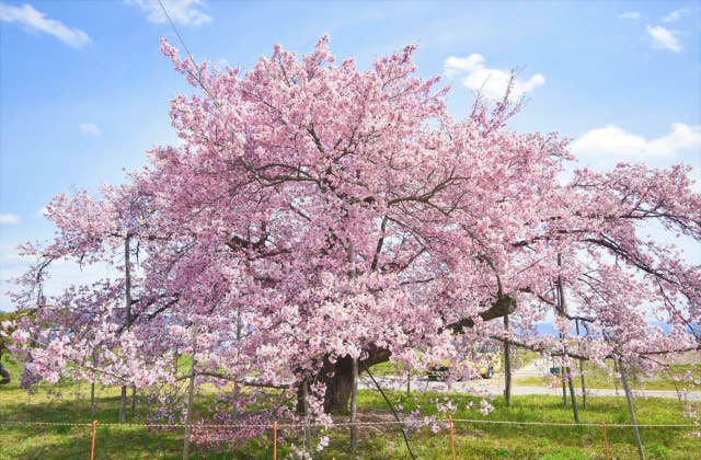 龍蔵桜