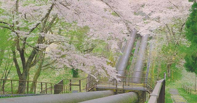 竹ノ内発電桜
