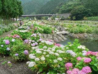 下長瀬アジサイ公園