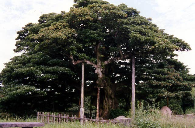 長坂の大いぬくす