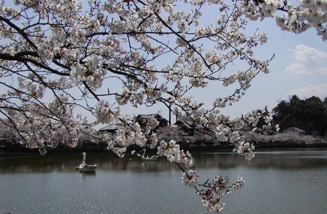 八鶴湖、岩川池の桜
