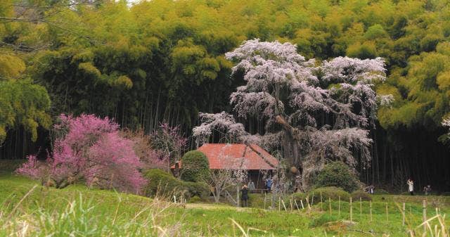 雪村桜