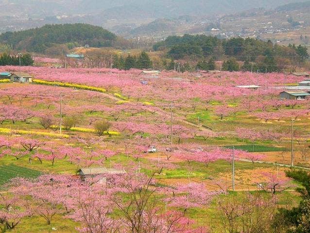 新府桃源郷