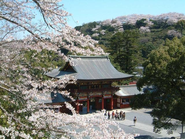 境内の桜