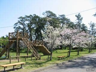甚兵衛公園の桜