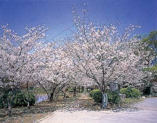 大川公園