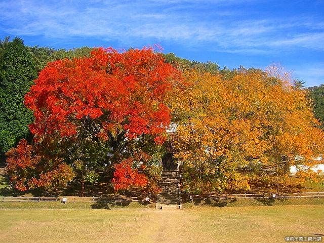 閑谷学校の楷の木