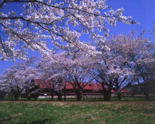 小岩井上丸牛舎