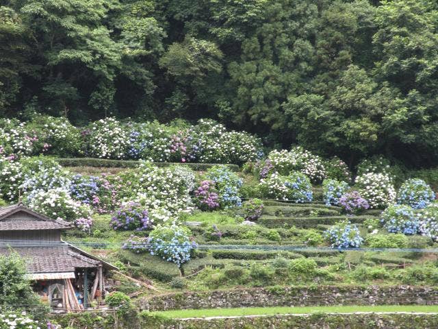 中木庭棚田のあじさい